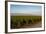 Vineyards in San Joaquin Valley, California, United States of America, North America-Yadid Levy-Framed Photographic Print