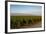 Vineyards in San Joaquin Valley, California, United States of America, North America-Yadid Levy-Framed Photographic Print