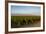 Vineyards in San Joaquin Valley, California, United States of America, North America-Yadid Levy-Framed Photographic Print