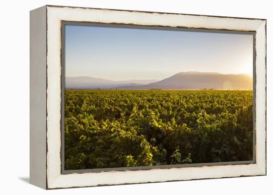 Vineyards in San Joaquin Valley, California, United States of America, North America-Yadid Levy-Framed Premier Image Canvas