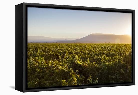 Vineyards in San Joaquin Valley, California, United States of America, North America-Yadid Levy-Framed Premier Image Canvas