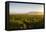 Vineyards in San Joaquin Valley, California, United States of America, North America-Yadid Levy-Framed Premier Image Canvas