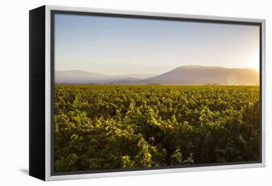 Vineyards in San Joaquin Valley, California, United States of America, North America-Yadid Levy-Framed Premier Image Canvas