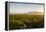 Vineyards in San Joaquin Valley, California, United States of America, North America-Yadid Levy-Framed Premier Image Canvas