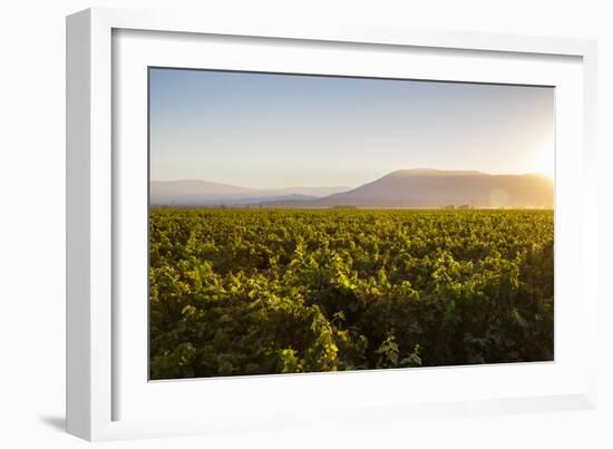 Vineyards in San Joaquin Valley, California, United States of America, North America-Yadid Levy-Framed Photographic Print