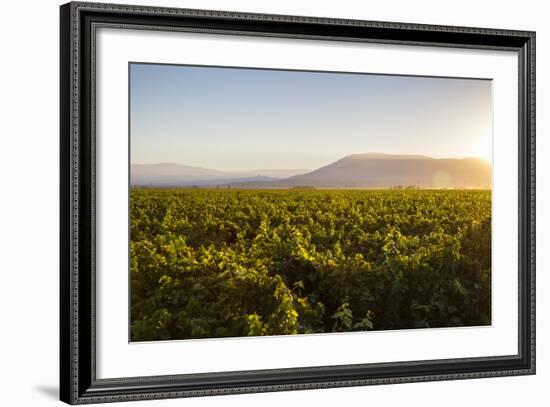 Vineyards in San Joaquin Valley, California, United States of America, North America-Yadid Levy-Framed Photographic Print