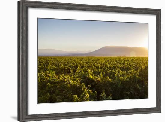 Vineyards in San Joaquin Valley, California, United States of America, North America-Yadid Levy-Framed Photographic Print