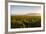 Vineyards in San Joaquin Valley, California, United States of America, North America-Yadid Levy-Framed Photographic Print