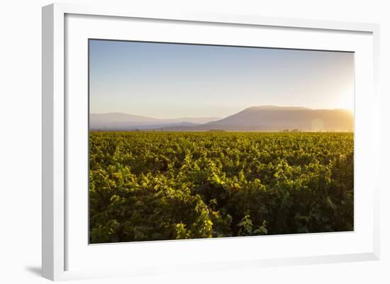 Vineyards in San Joaquin Valley, California, United States of America, North America-Yadid Levy-Framed Photographic Print