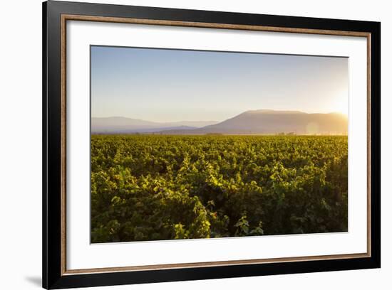 Vineyards in San Joaquin Valley, California, United States of America, North America-Yadid Levy-Framed Photographic Print