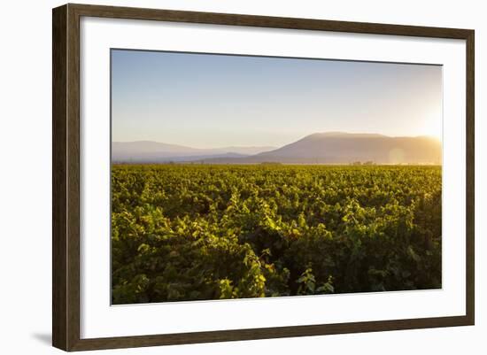 Vineyards in San Joaquin Valley, California, United States of America, North America-Yadid Levy-Framed Photographic Print