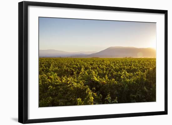 Vineyards in San Joaquin Valley, California, United States of America, North America-Yadid Levy-Framed Photographic Print