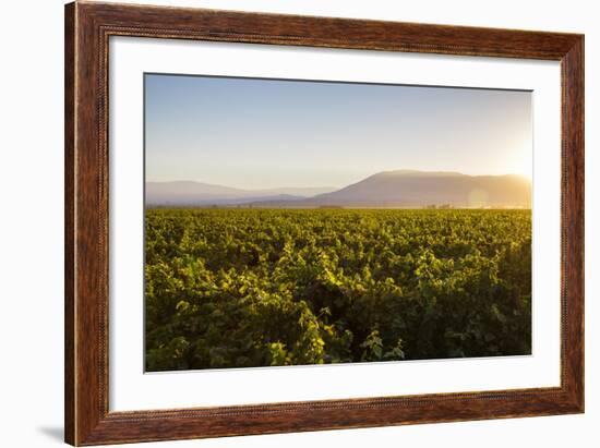 Vineyards in San Joaquin Valley, California, United States of America, North America-Yadid Levy-Framed Photographic Print