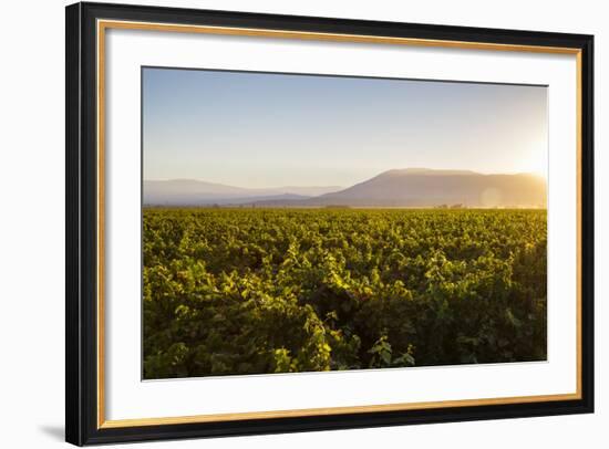 Vineyards in San Joaquin Valley, California, United States of America, North America-Yadid Levy-Framed Photographic Print