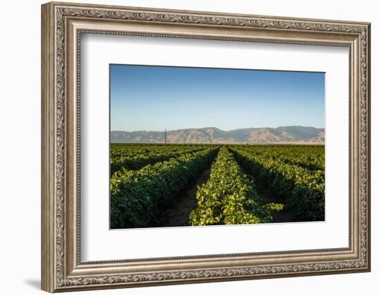 Vineyards in San Joaquin Valley, California, United States of America, North America-Yadid Levy-Framed Photographic Print