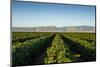 Vineyards in San Joaquin Valley, California, United States of America, North America-Yadid Levy-Mounted Photographic Print