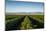 Vineyards in San Joaquin Valley, California, United States of America, North America-Yadid Levy-Mounted Photographic Print