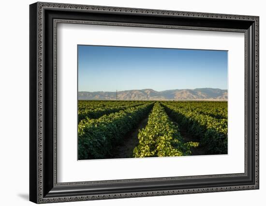 Vineyards in San Joaquin Valley, California, United States of America, North America-Yadid Levy-Framed Photographic Print