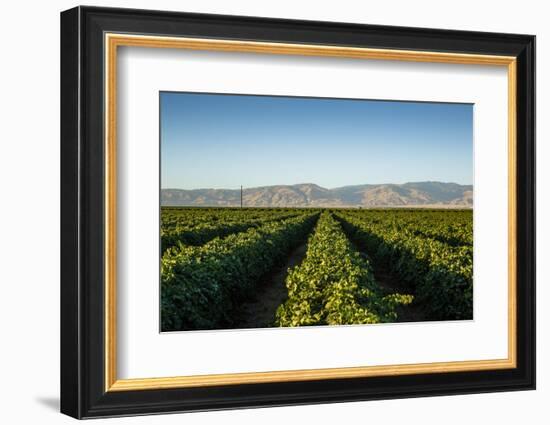 Vineyards in San Joaquin Valley, California, United States of America, North America-Yadid Levy-Framed Photographic Print