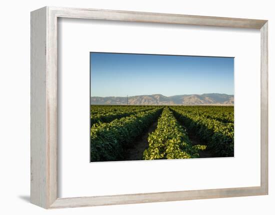 Vineyards in San Joaquin Valley, California, United States of America, North America-Yadid Levy-Framed Photographic Print