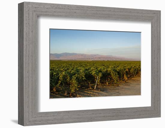 Vineyards in San Joaquin Valley, California, United States of America, North America-Yadid Levy-Framed Photographic Print