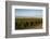 Vineyards in San Joaquin Valley, California, United States of America, North America-Yadid Levy-Framed Photographic Print