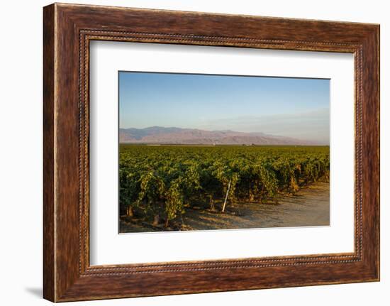 Vineyards in San Joaquin Valley, California, United States of America, North America-Yadid Levy-Framed Photographic Print