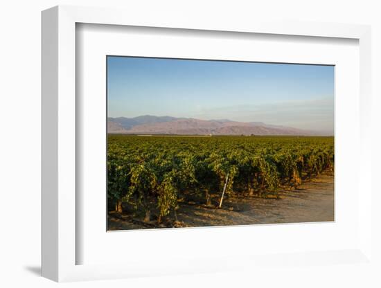 Vineyards in San Joaquin Valley, California, United States of America, North America-Yadid Levy-Framed Photographic Print