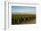 Vineyards in San Joaquin Valley, California, United States of America, North America-Yadid Levy-Framed Photographic Print