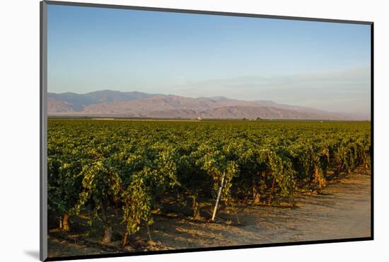 Vineyards in San Joaquin Valley, California, United States of America, North America-Yadid Levy-Mounted Photographic Print