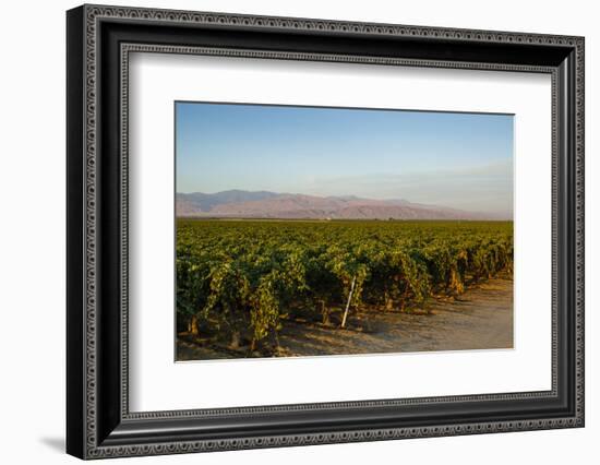 Vineyards in San Joaquin Valley, California, United States of America, North America-Yadid Levy-Framed Photographic Print