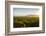 Vineyards in San Joaquin Valley, California, United States of America, North America-Yadid Levy-Framed Premium Photographic Print