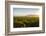 Vineyards in San Joaquin Valley, California, United States of America, North America-Yadid Levy-Framed Photographic Print