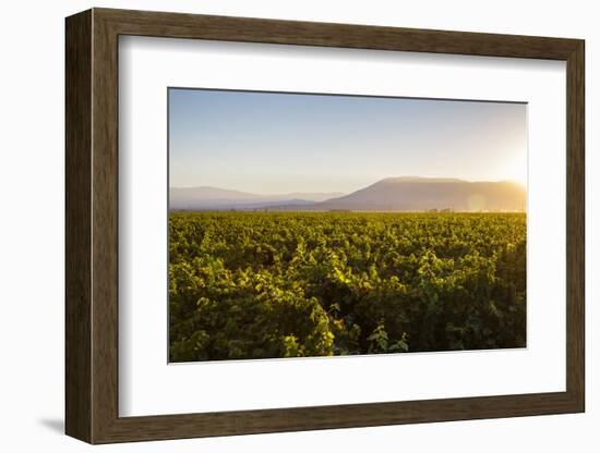 Vineyards in San Joaquin Valley, California, United States of America, North America-Yadid Levy-Framed Photographic Print