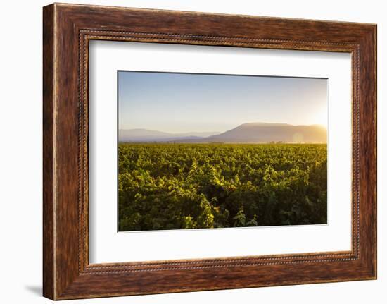 Vineyards in San Joaquin Valley, California, United States of America, North America-Yadid Levy-Framed Photographic Print