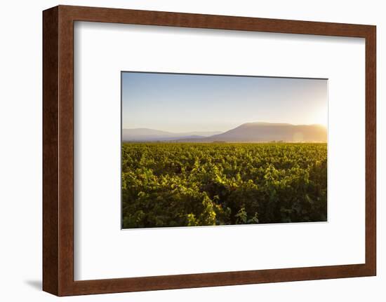 Vineyards in San Joaquin Valley, California, United States of America, North America-Yadid Levy-Framed Photographic Print