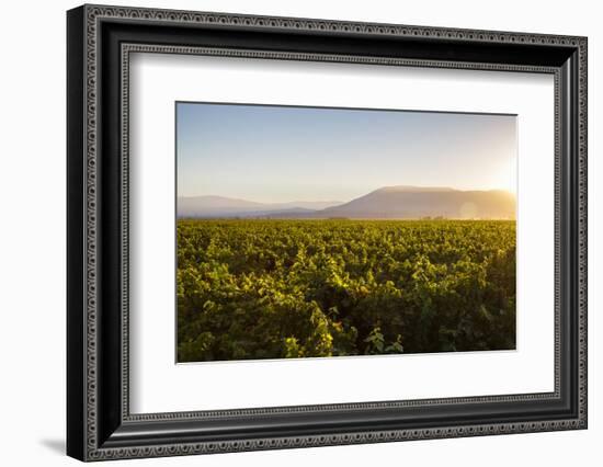 Vineyards in San Joaquin Valley, California, United States of America, North America-Yadid Levy-Framed Photographic Print