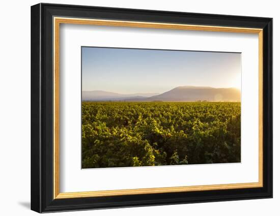 Vineyards in San Joaquin Valley, California, United States of America, North America-Yadid Levy-Framed Photographic Print