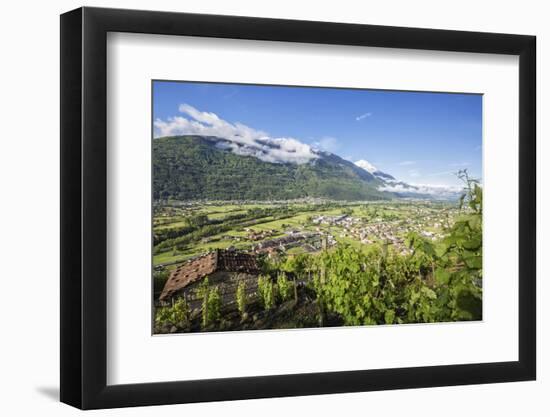 Vineyards in Spring with the Village of Traona in the Background, Lower Valtellina, Italy-Roberto Moiola-Framed Photographic Print