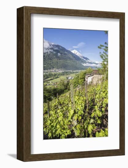 Vineyards in Spring with the Village of Traona in the Background, Lower Valtellina, Italy-Roberto Moiola-Framed Photographic Print