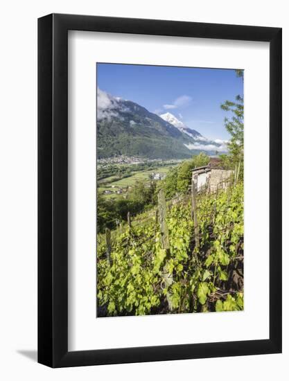 Vineyards in Spring with the Village of Traona in the Background, Lower Valtellina, Italy-Roberto Moiola-Framed Photographic Print