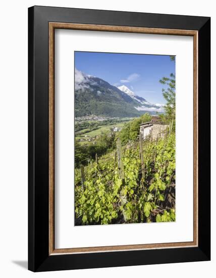 Vineyards in Spring with the Village of Traona in the Background, Lower Valtellina, Italy-Roberto Moiola-Framed Photographic Print