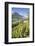 Vineyards in Spring with the Village of Traona in the Background, Lower Valtellina, Italy-Roberto Moiola-Framed Photographic Print