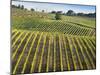 Vineyards in the Chianti region, Tuscany, Italy-null-Mounted Photographic Print