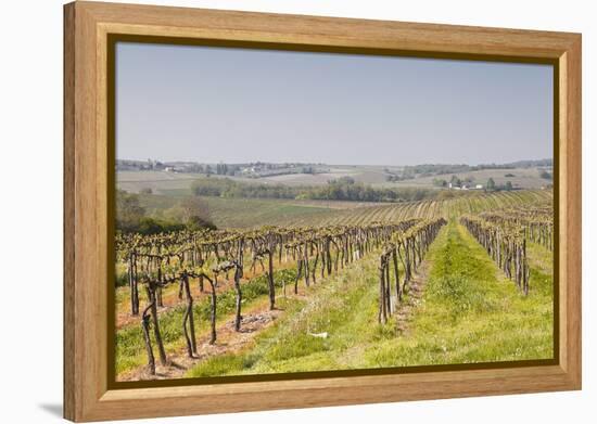 Vineyards in the Cognac Area of France, Charente Maritime, France, Europe-Julian Elliott-Framed Premier Image Canvas