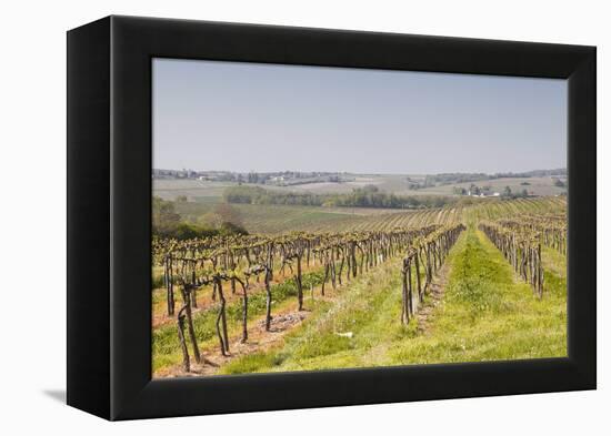 Vineyards in the Cognac Area of France, Charente Maritime, France, Europe-Julian Elliott-Framed Premier Image Canvas