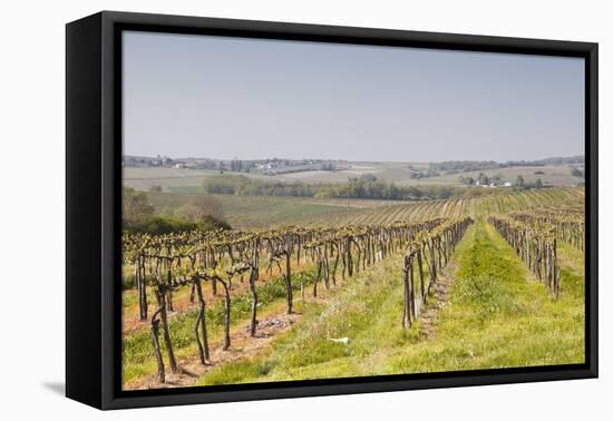 Vineyards in the Cognac Area of France, Charente Maritime, France, Europe-Julian Elliott-Framed Premier Image Canvas