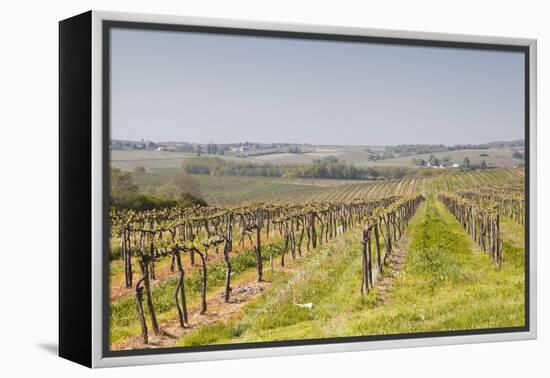 Vineyards in the Cognac Area of France, Charente Maritime, France, Europe-Julian Elliott-Framed Premier Image Canvas