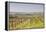 Vineyards in the Cognac Area of France, Charente Maritime, France, Europe-Julian Elliott-Framed Premier Image Canvas