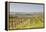 Vineyards in the Cognac Area of France, Charente Maritime, France, Europe-Julian Elliott-Framed Premier Image Canvas